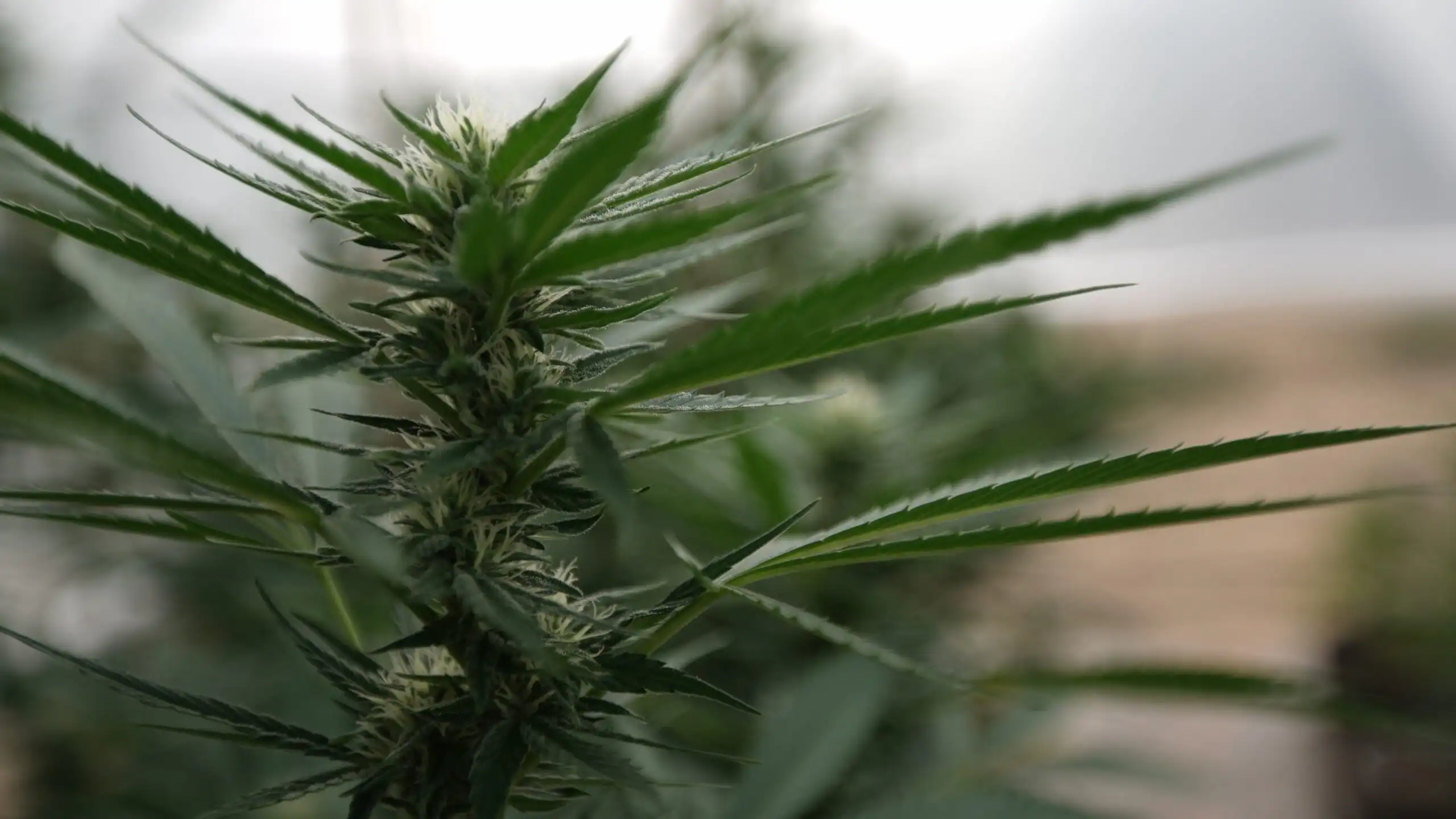 DEA launching new cannabis business registration applications (Newsletter: May 12, 2026)