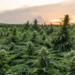 Lawmakers push Trump to pardon cannabis prisoners (Newsletter: May 25, 2026)