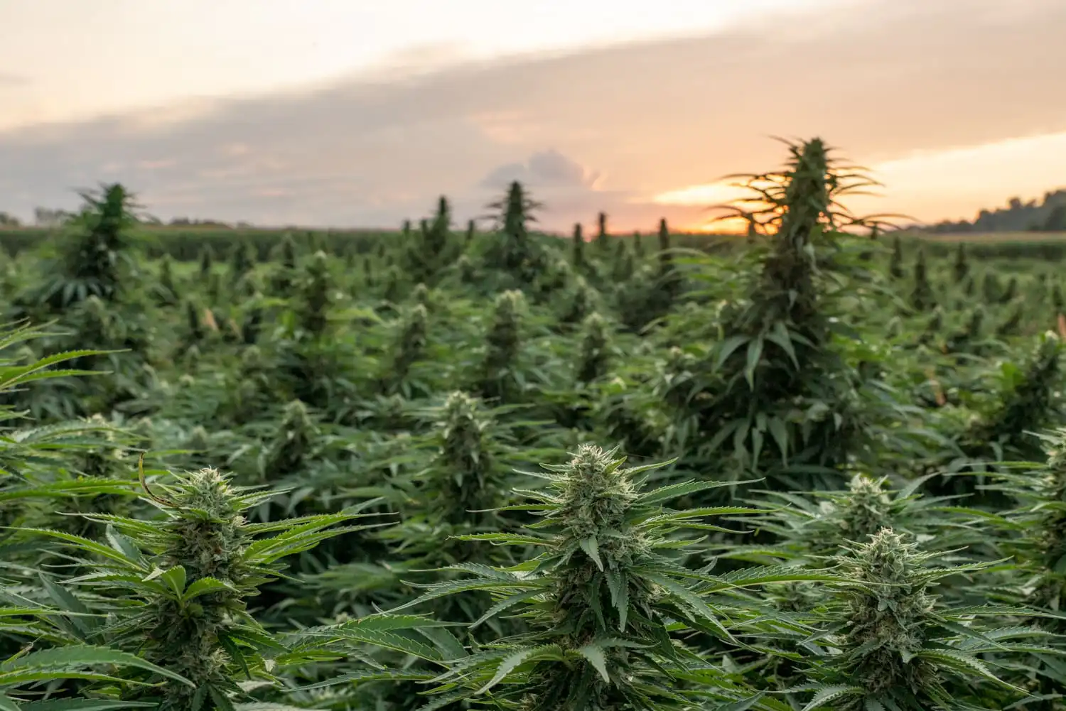 Lawmakers push Trump to pardon cannabis prisoners (Newsletter: May 25, 2026)