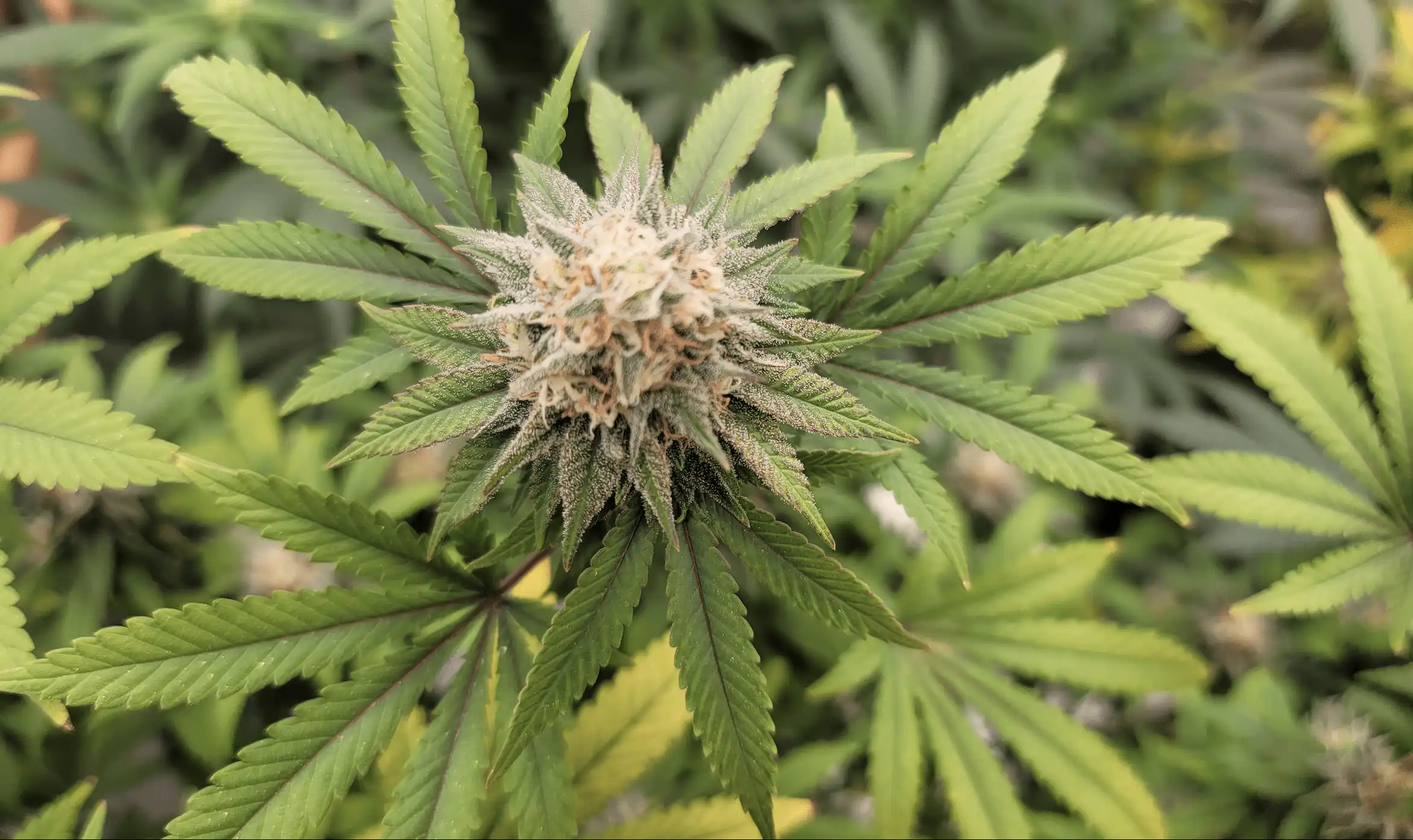Marijuana Opponents File Lawsuit To Block Trump Administration’s Federal Rescheduling Move