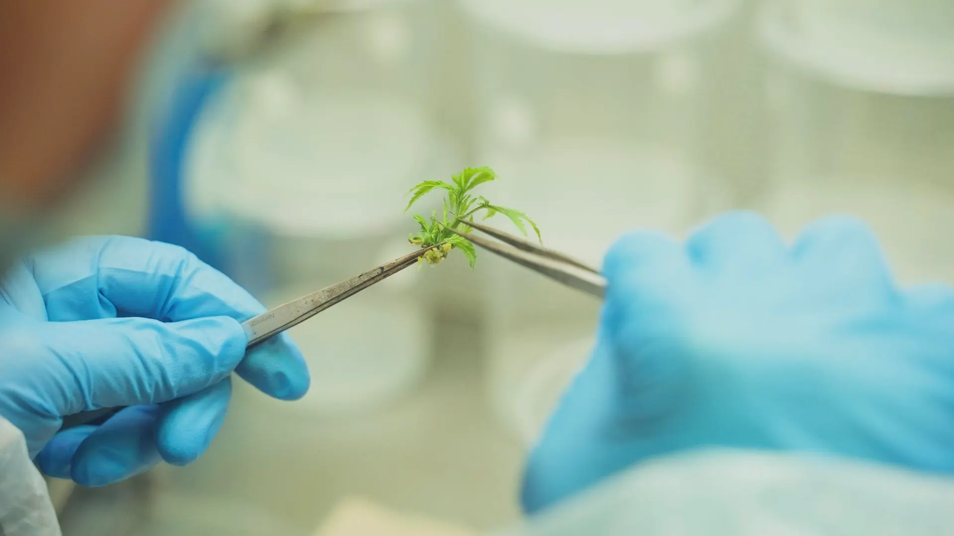 ‘Mutant Marijuana’ Is Changing How Weed Is Grown. It’s Not What You Think.