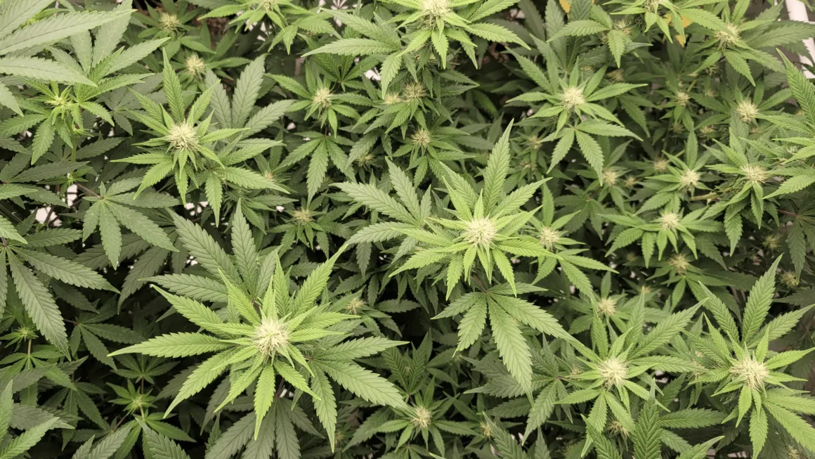 Pennsylvania Governor’s Campaign Calls Out Reelection Opponent For Opposing Marijuana Legalization