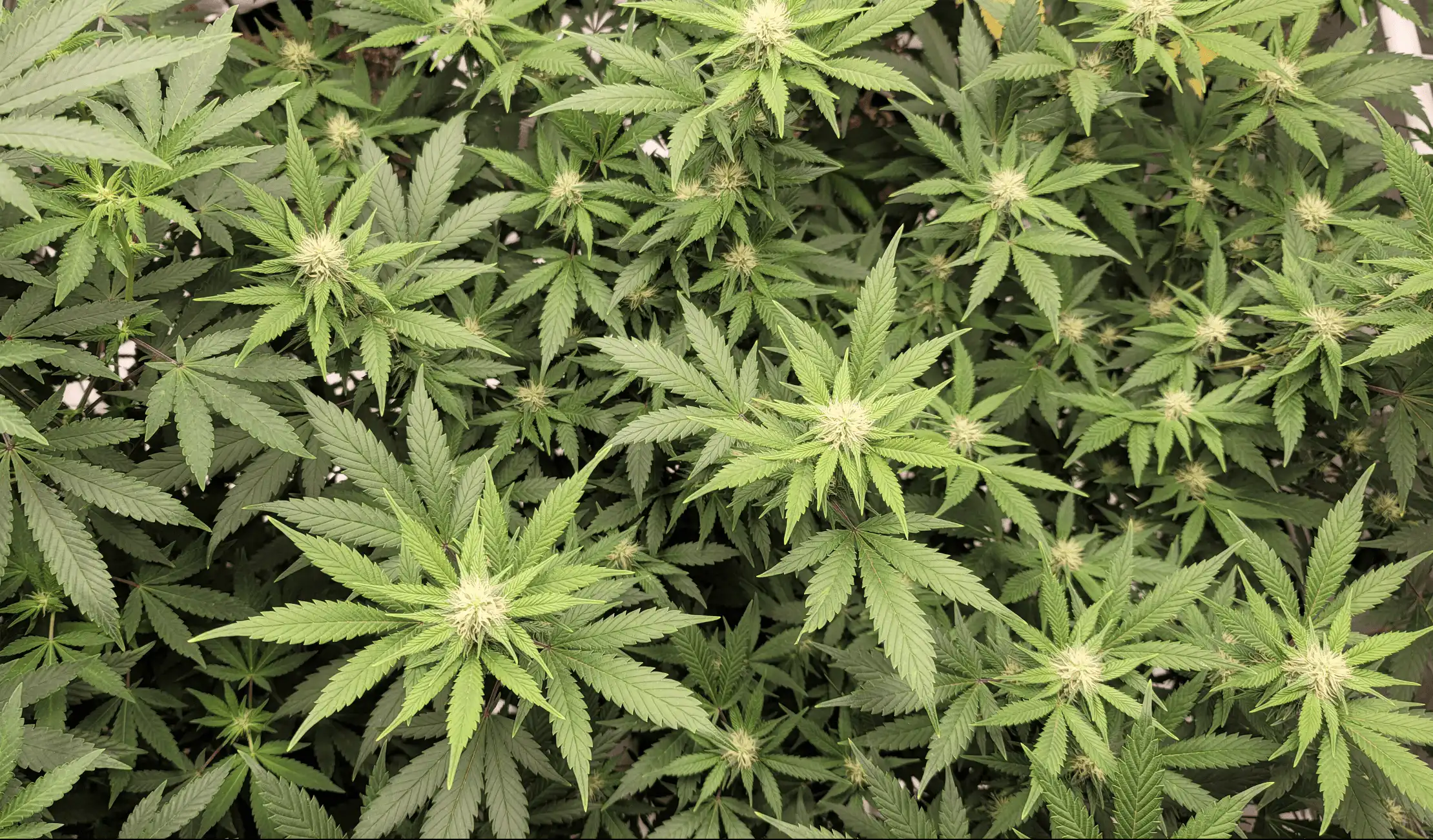 Pennsylvania Governor’s Campaign Calls Out Reelection Opponent For Opposing Marijuana Legalization