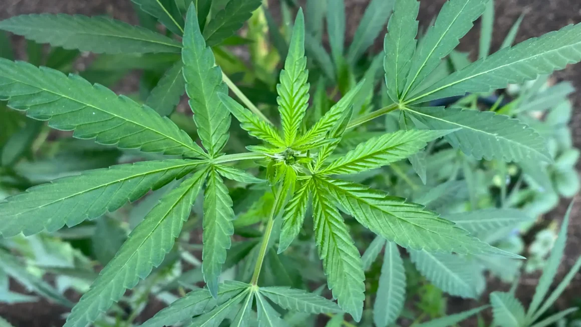 State Attorneys General File Lawsuit To Block Trump Administration’s Marijuana Rescheduling Move
