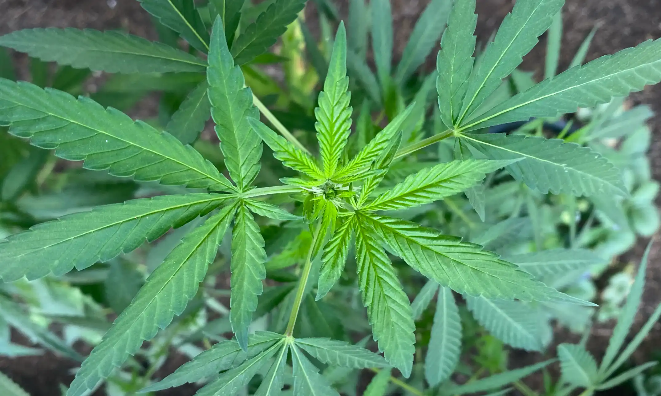 State Attorneys General File Lawsuit To Block Trump Administration’s Marijuana Rescheduling Move
