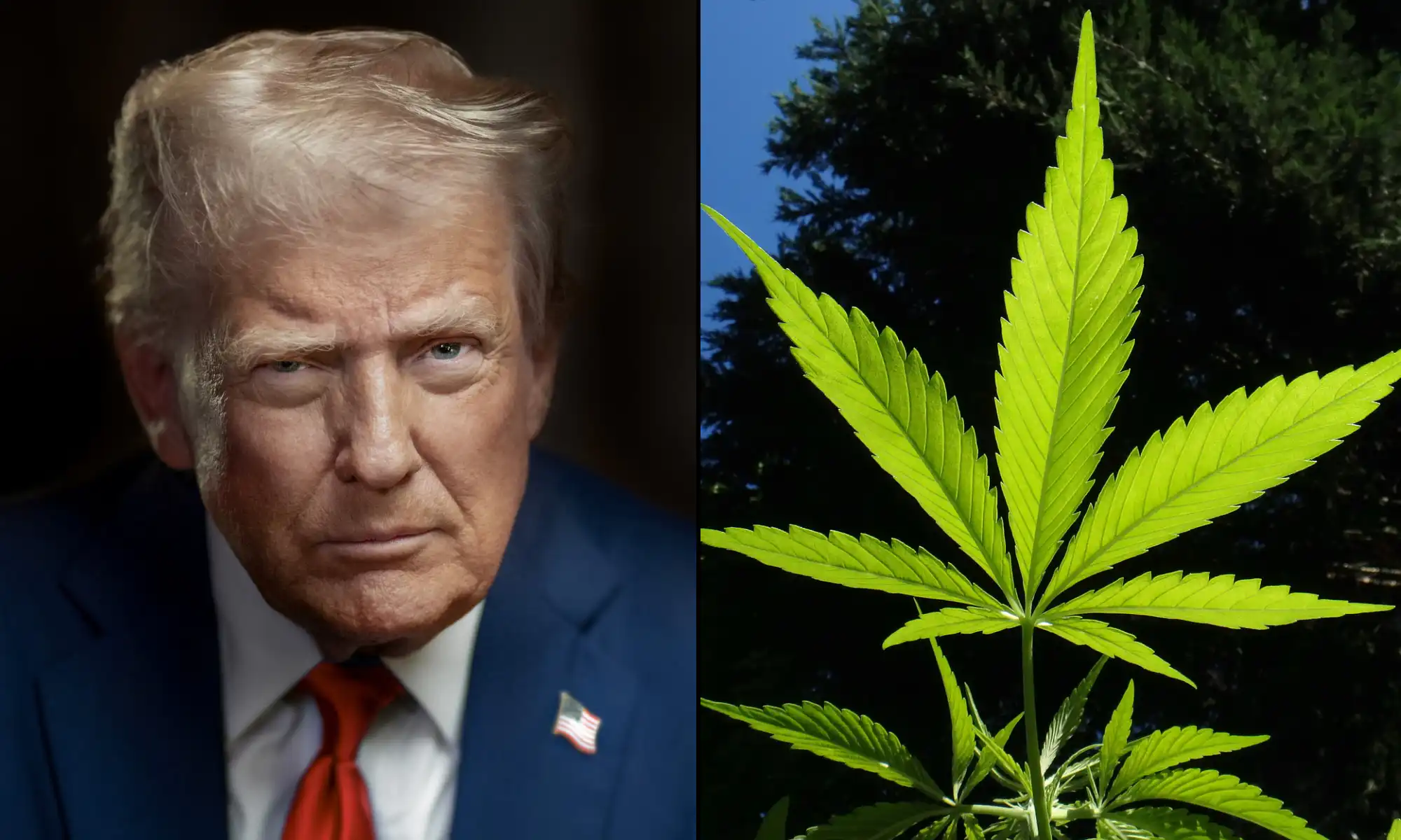 White House Drug Strategy Shows Trump Administration’s Conflicts On Marijuana And Other Issues, Experts Say