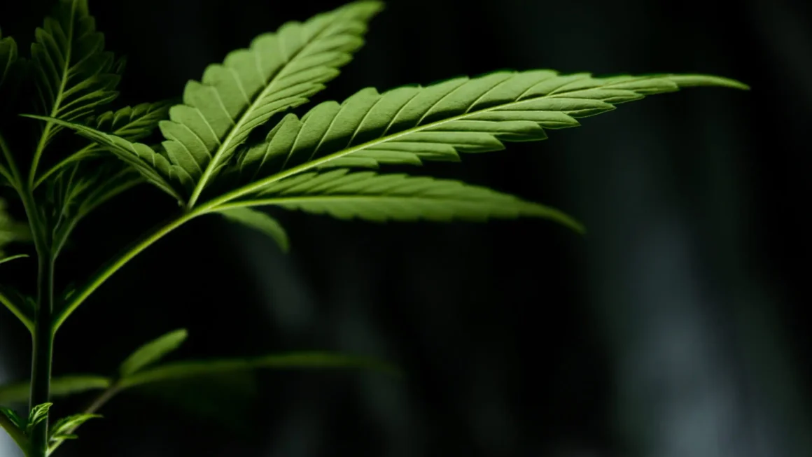 Cannabis banking legislation filed in Congress (Newsletter: June 26, 2026)