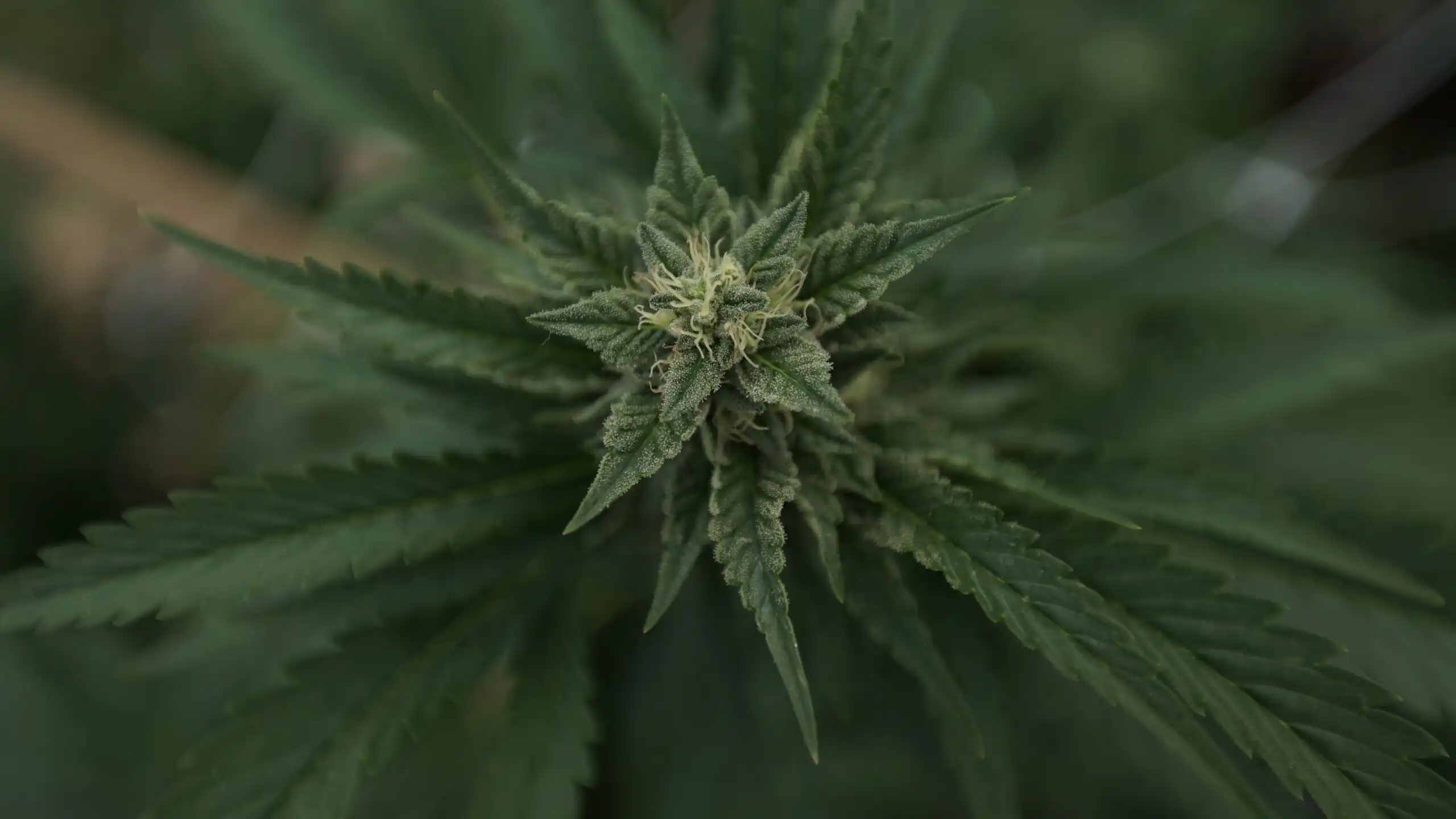 DEA’s interesting cannabis testimony stance for rescheduling hearing (Newsletter: June 25, 2026)