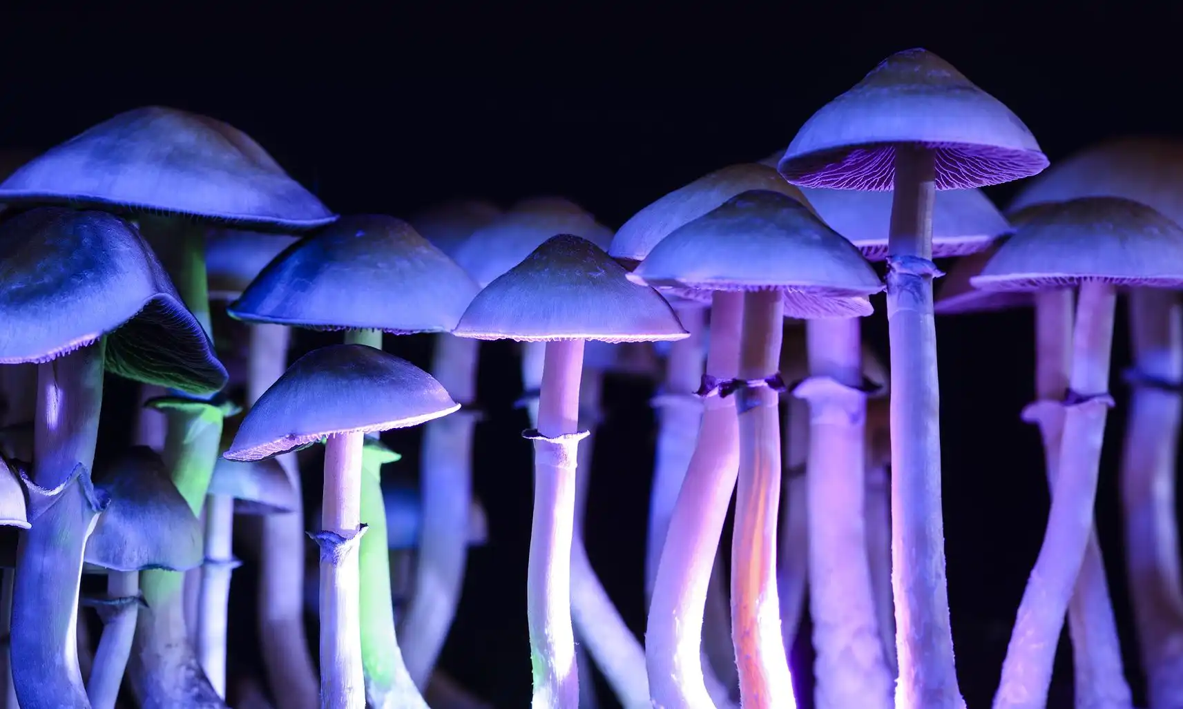 Missouri GOP Lawmakers Hope Trump’s Psychedelics Order Boosts Efforts To Allow Military Veteran Access In The State
