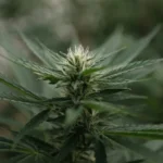Nebraska Officials Approve Start Of Medical Cannabis Cultivation