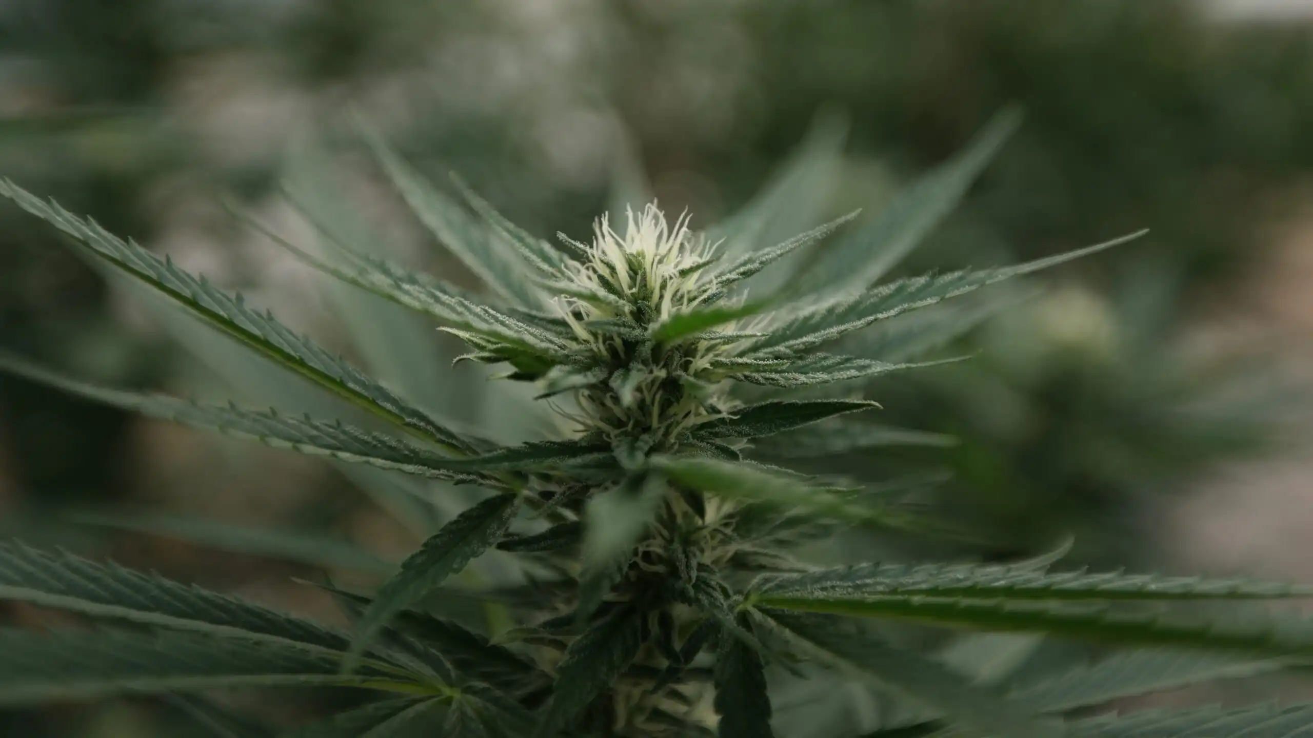 Nebraska Officials Approve Start Of Medical Cannabis Cultivation