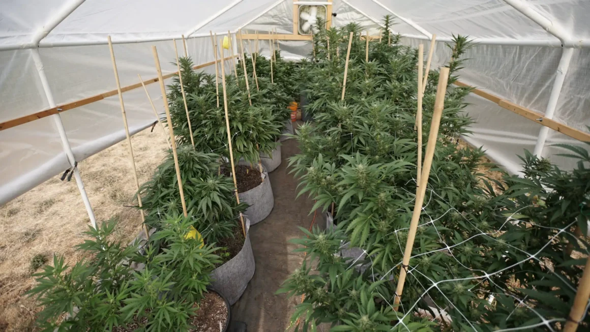 New Hampshire Governor Vetoes Bill To Allow Medical Marijuana Cultivation In Greenhouses