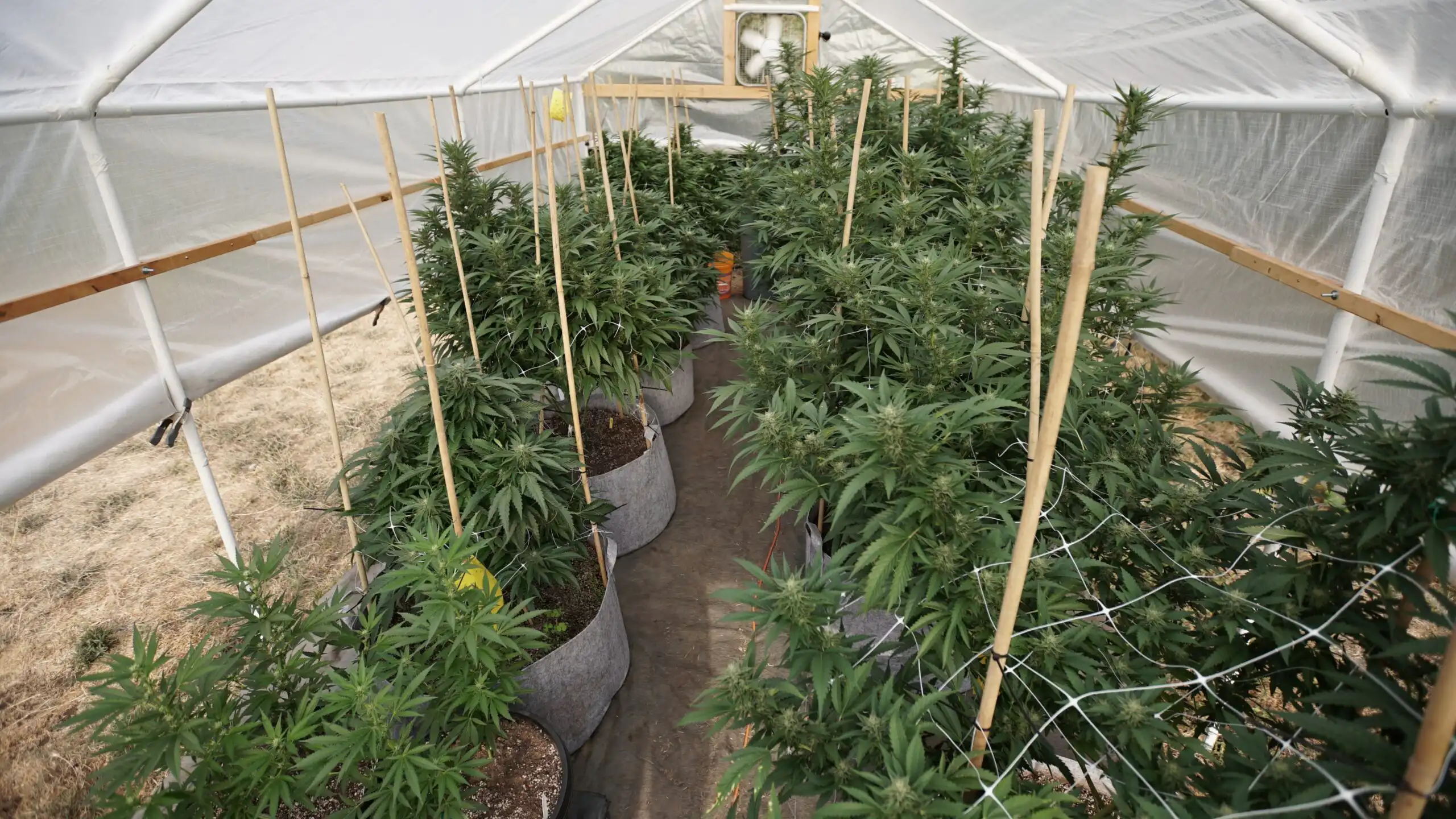 New Hampshire Governor Vetoes Bill To Allow Medical Marijuana Cultivation In Greenhouses