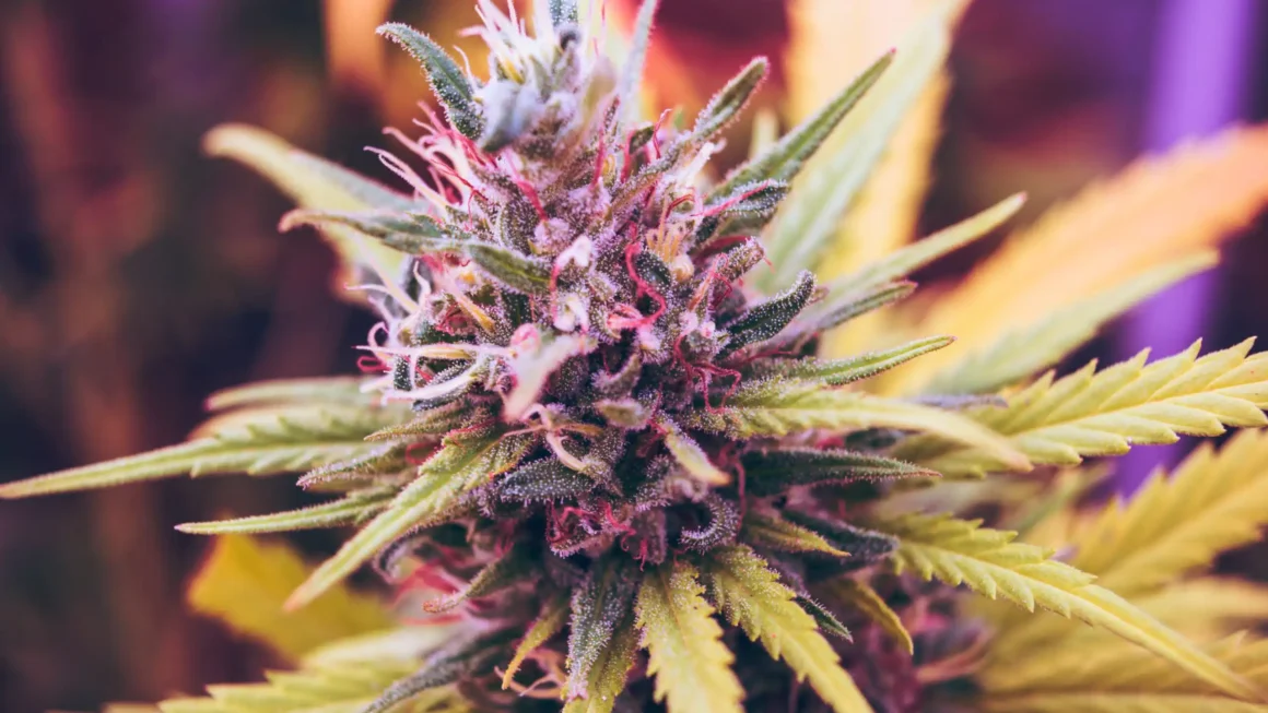 Restaurant lobby asks Congress stop hemp THC drink ban (Newsletter: June 18, 2026)