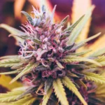 Restaurant lobby asks Congress stop hemp THC drink ban (Newsletter: June 18, 2026)
