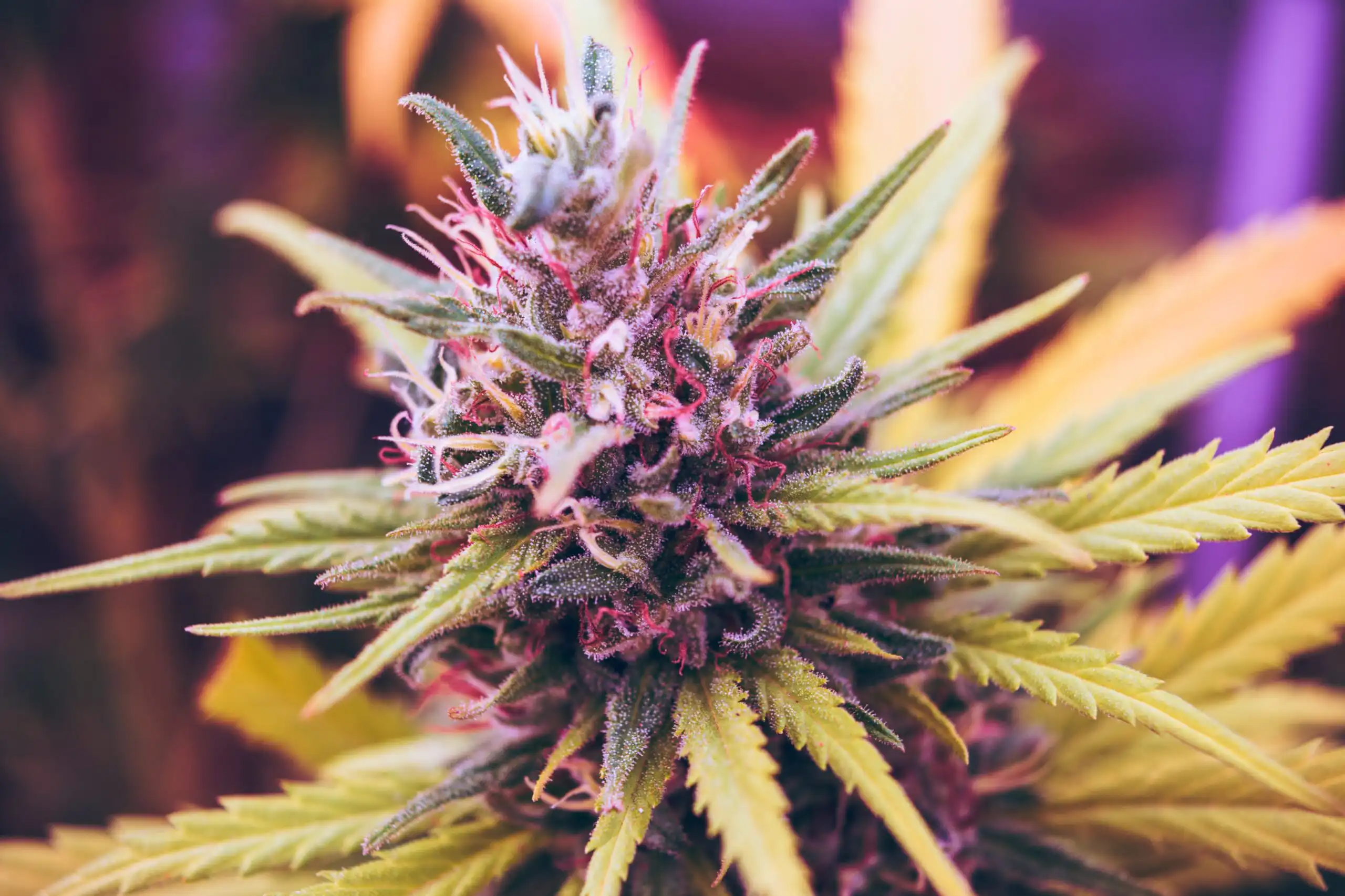 Restaurant lobby asks Congress stop hemp THC drink ban (Newsletter: June 18, 2026)
