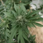 White House pushes Congress to keep some hemp products legal (Newsletter: June 8, 2026)
