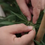 1 In 5 Cancer Survivors Use CBD To Treat Symptoms Like Pain, Sleep Problems And Distress, Study Shows