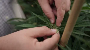 1 In 5 Cancer Survivors Use CBD To Treat Symptoms Like Pain, Sleep Problems And Distress, Study Shows