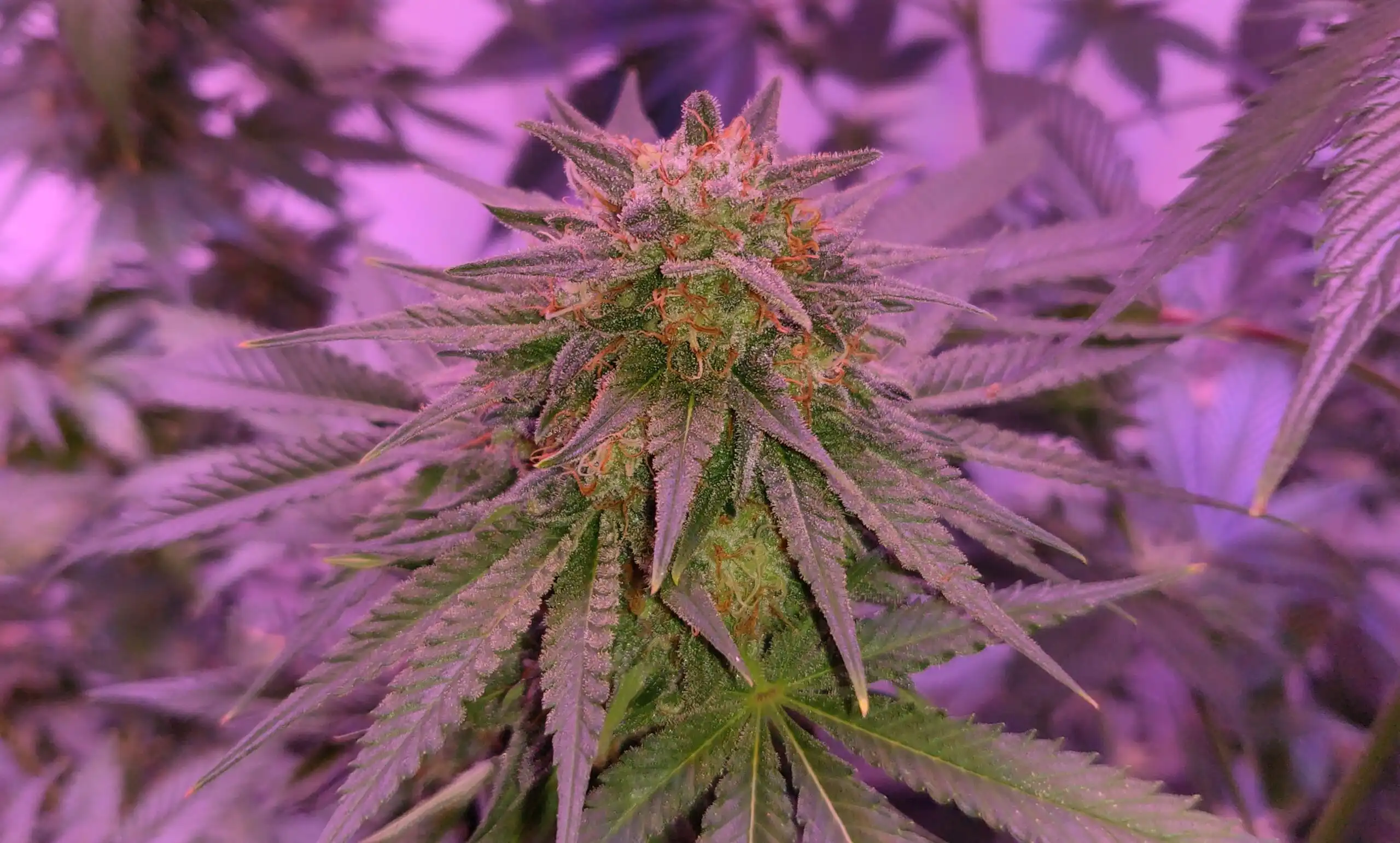 Bill to federally legalize cannabis filed in Senate (Newsletter: July 17, 2026)