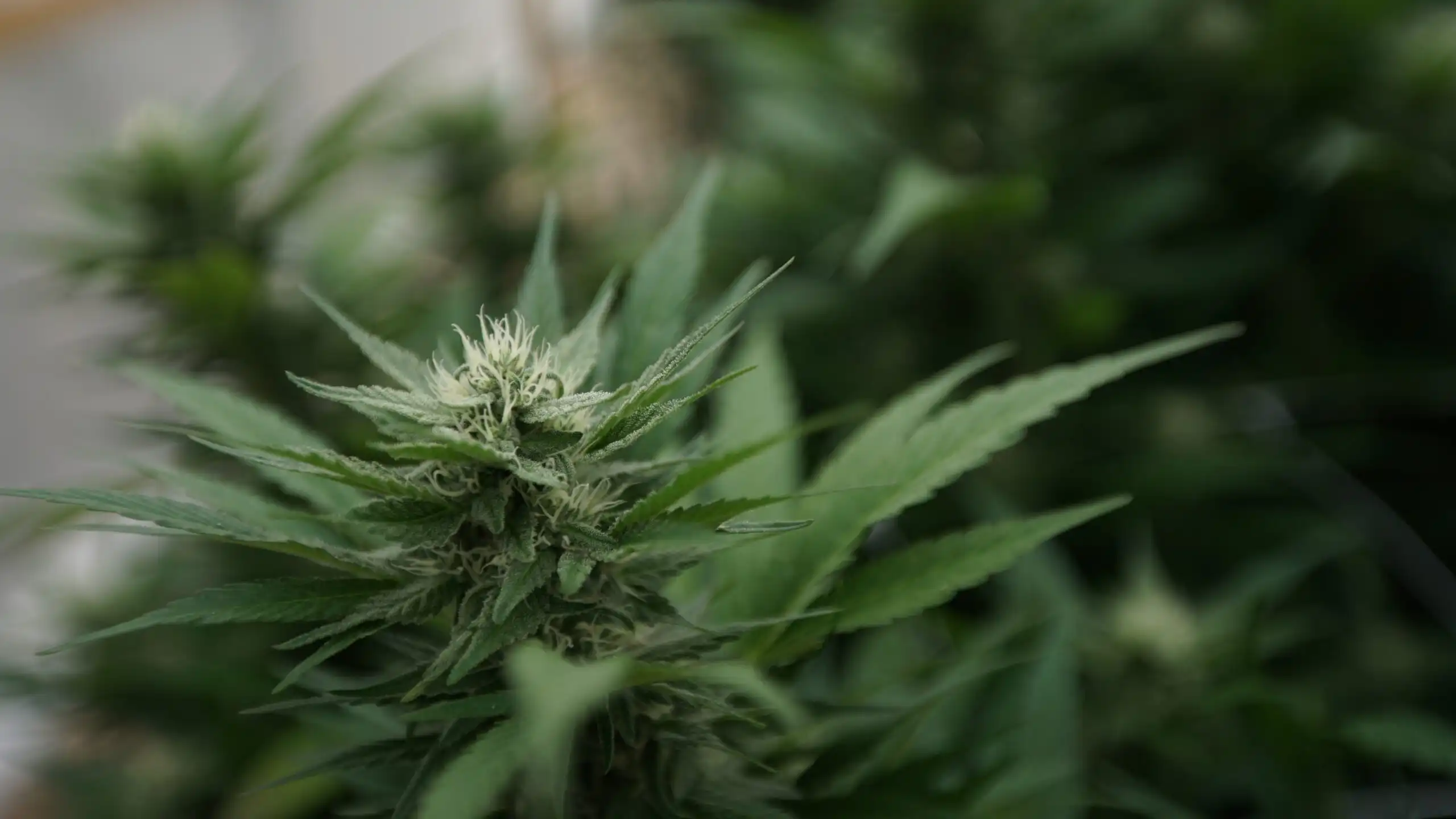 Feds issue report on cannabis scales to help state officials set rules (Newsletter: July 8, 2026)