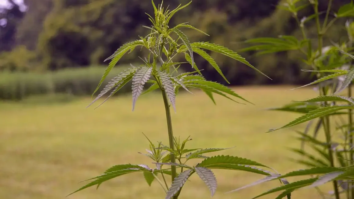 GOP Lawmaker Circulates Another New Bill To Keep Hemp THC Products Federally Legal