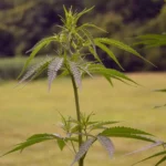 GOP Lawmaker Circulates Another New Bill To Keep Hemp THC Products Federally Legal