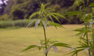 GOP Lawmaker Circulates Another New Bill To Keep Hemp THC Products Federally Legal
