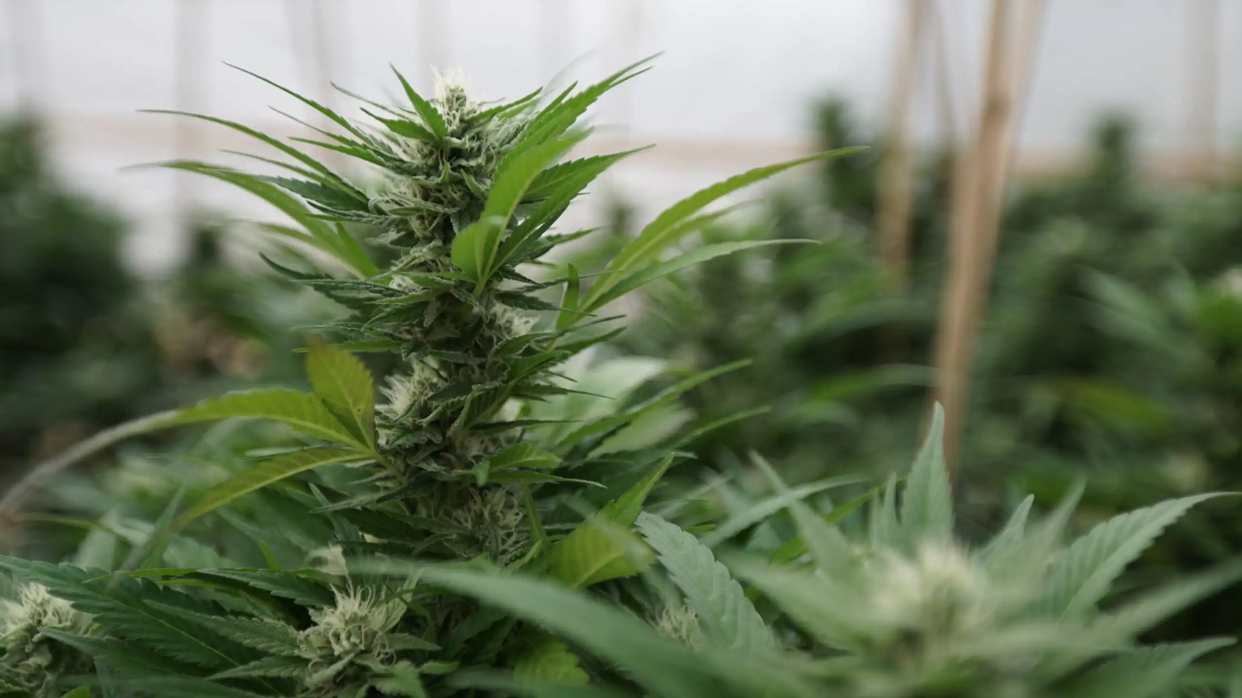 Inside DEA’s cannabis rescheduling hearing (Newsletter: July 6, 2026)