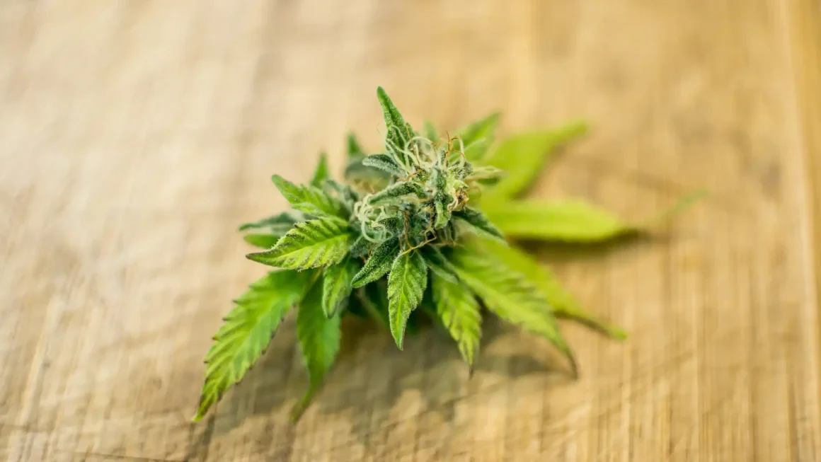 Pennsylvania Dems step up cannabis legalization push (Newsletter: July 1, 2026)