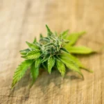Pennsylvania Dems step up cannabis legalization push (Newsletter: July 1, 2026)