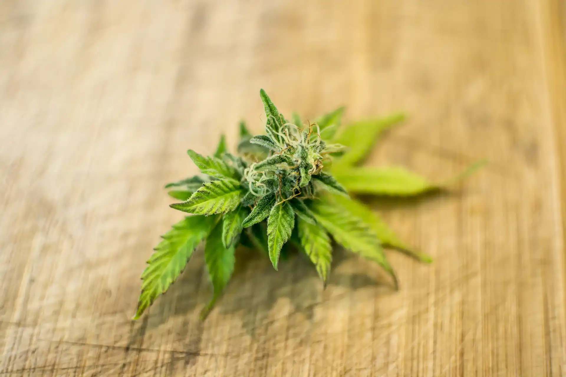 Pennsylvania Dems step up cannabis legalization push (Newsletter: July 1, 2026)