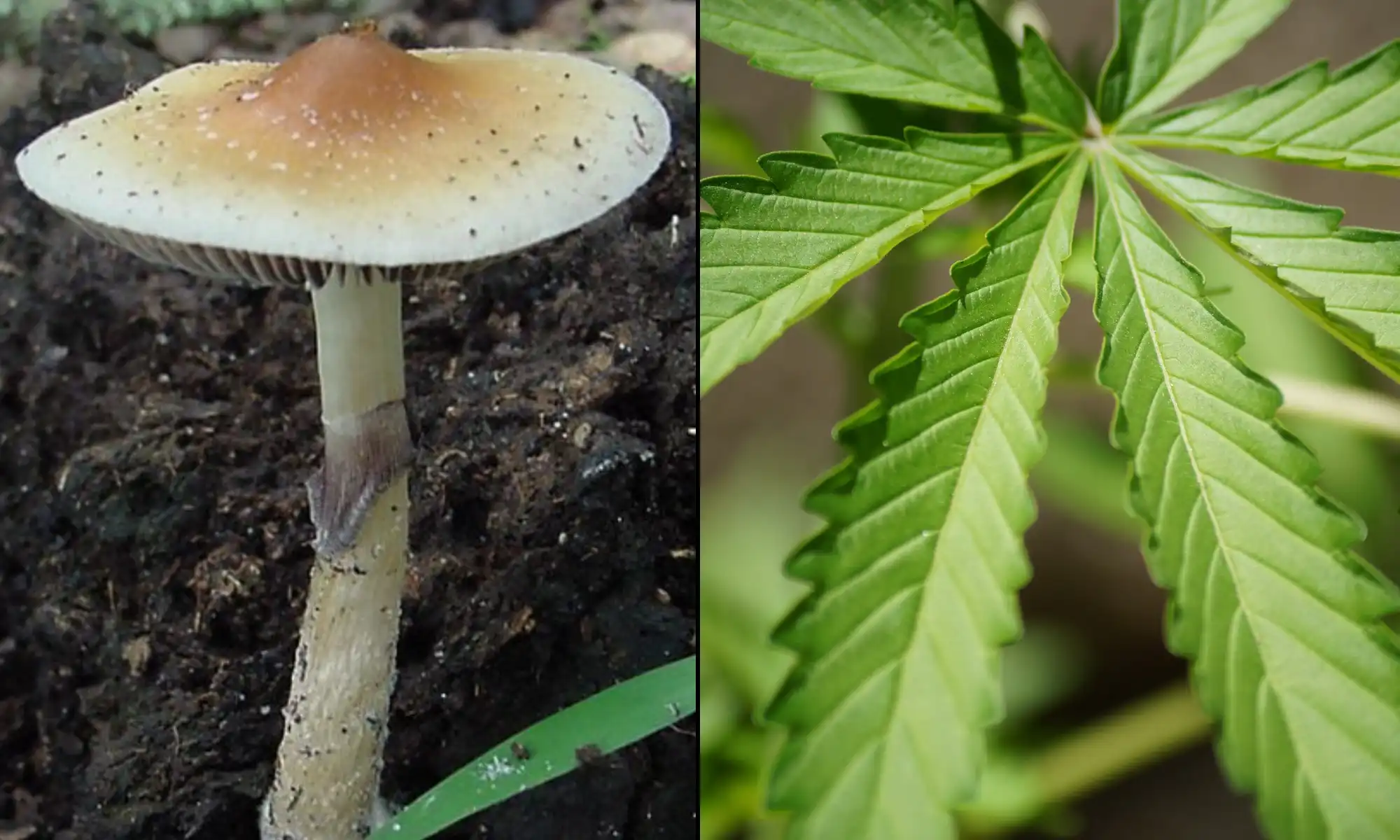 States Move To Let First Responders Use Marijuana And Psychedelics To Treat PTSD