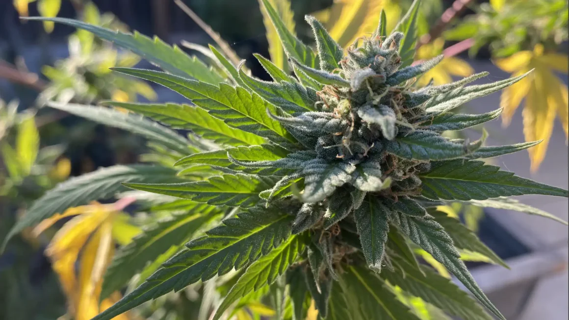 Federal Rescheduling Sets The Stage For Marijuana Business Acquisitions As Pharma And Ag Firms Eye Industry (Op-Ed)