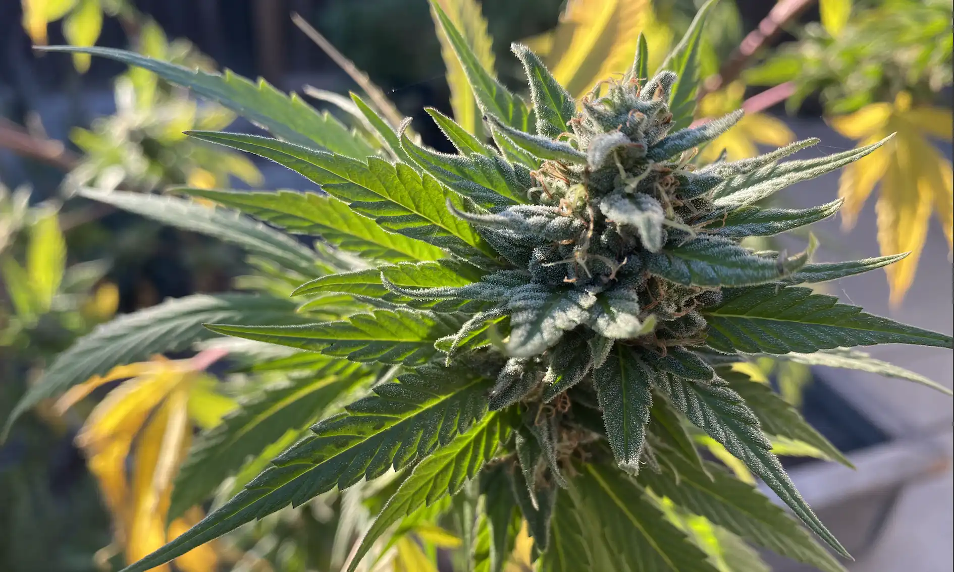 Federal Rescheduling Sets The Stage For Marijuana Business Acquisitions As Pharma And Ag Firms Eye Industry (Op-Ed)