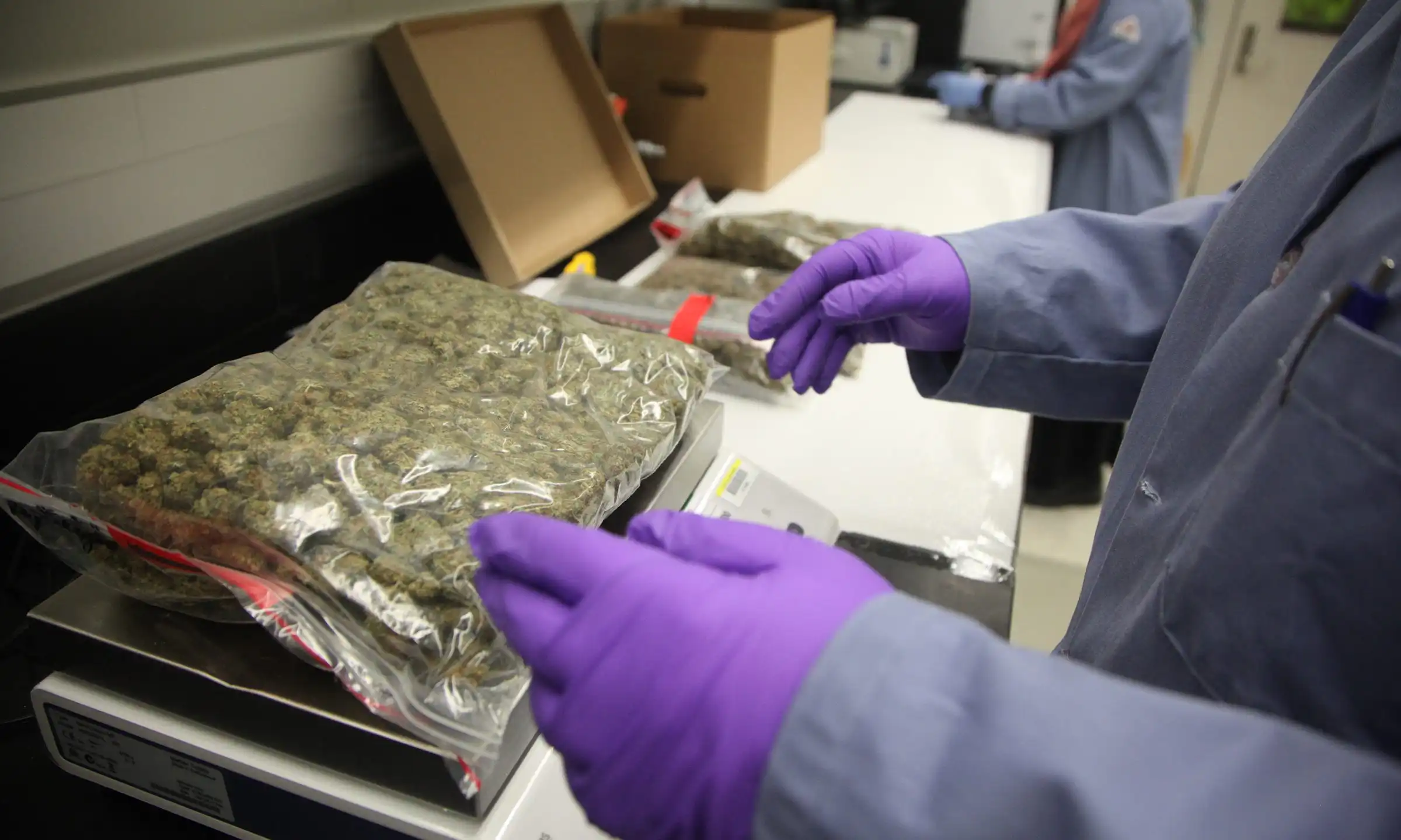 How Cannabis Companies Can Take Advantage Of The Research And Development Tax Credit Under Federal Rescheduling (Op-Ed)