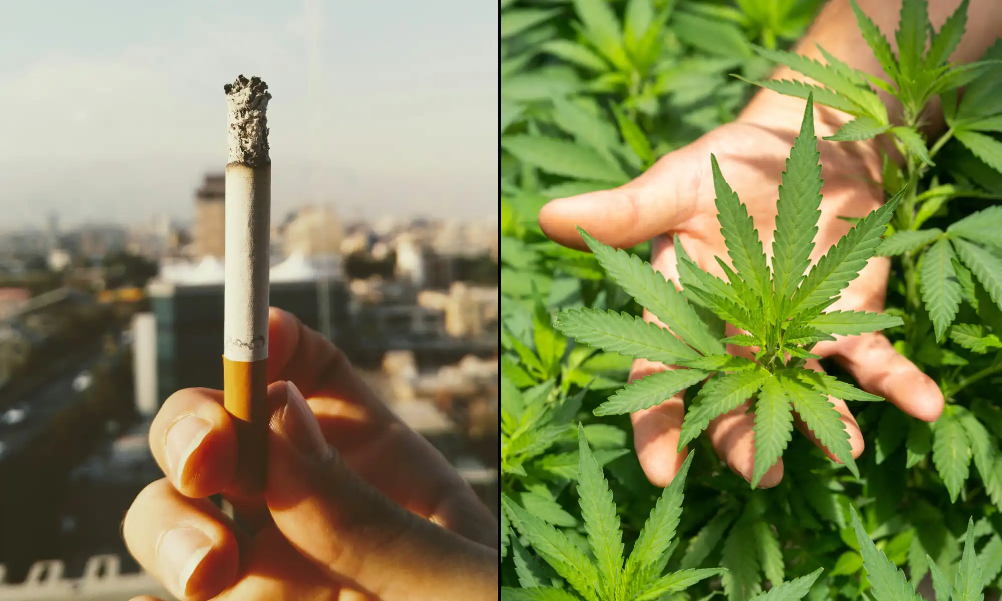 More Americans Are Now Smoking Marijuana Than Ever Before As Cigarettes Hit All-Time Low, Gallup Poll Shows