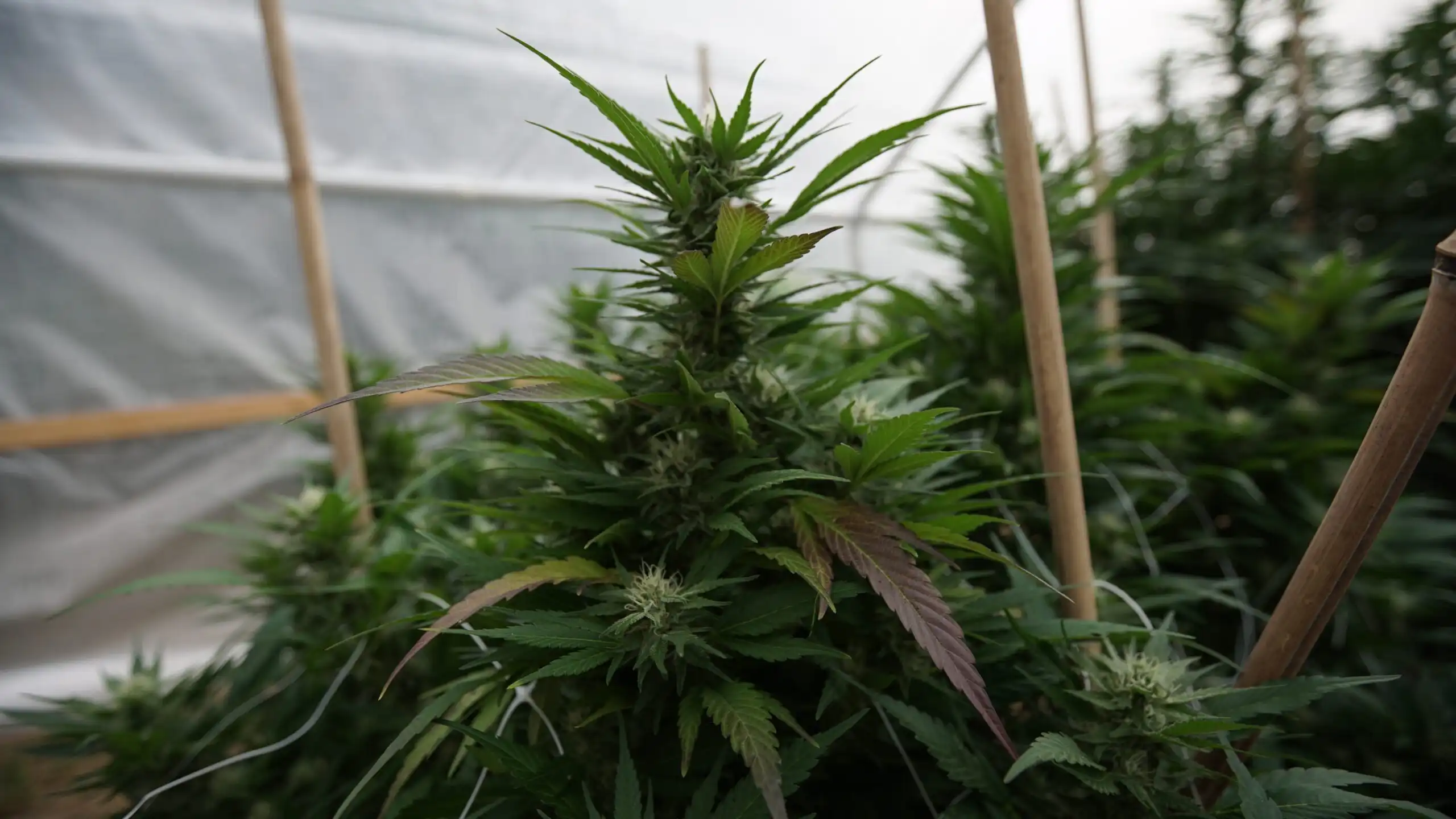 New Hampshire Lawmakers Override Governor’s Veto Of Bill Allowing Medical Marijuana Cultivation In Greenhouses