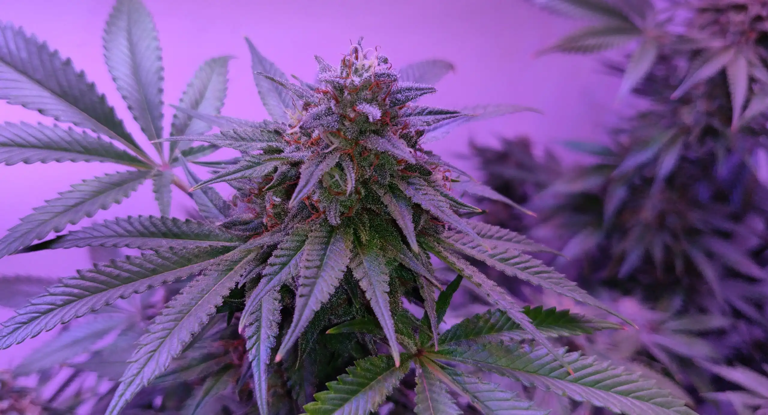 Senate amendment would keep hemp THC product ban on track (Newsletter: August 5, 2026)