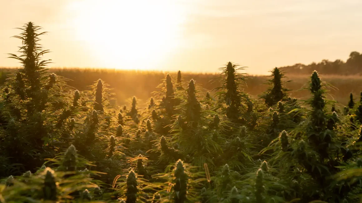 Cannabis & federal employment bill in Congress (Newsletter: September 21, 2026)