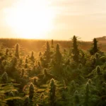 Cannabis & federal employment bill in Congress (Newsletter: September 21, 2026)
