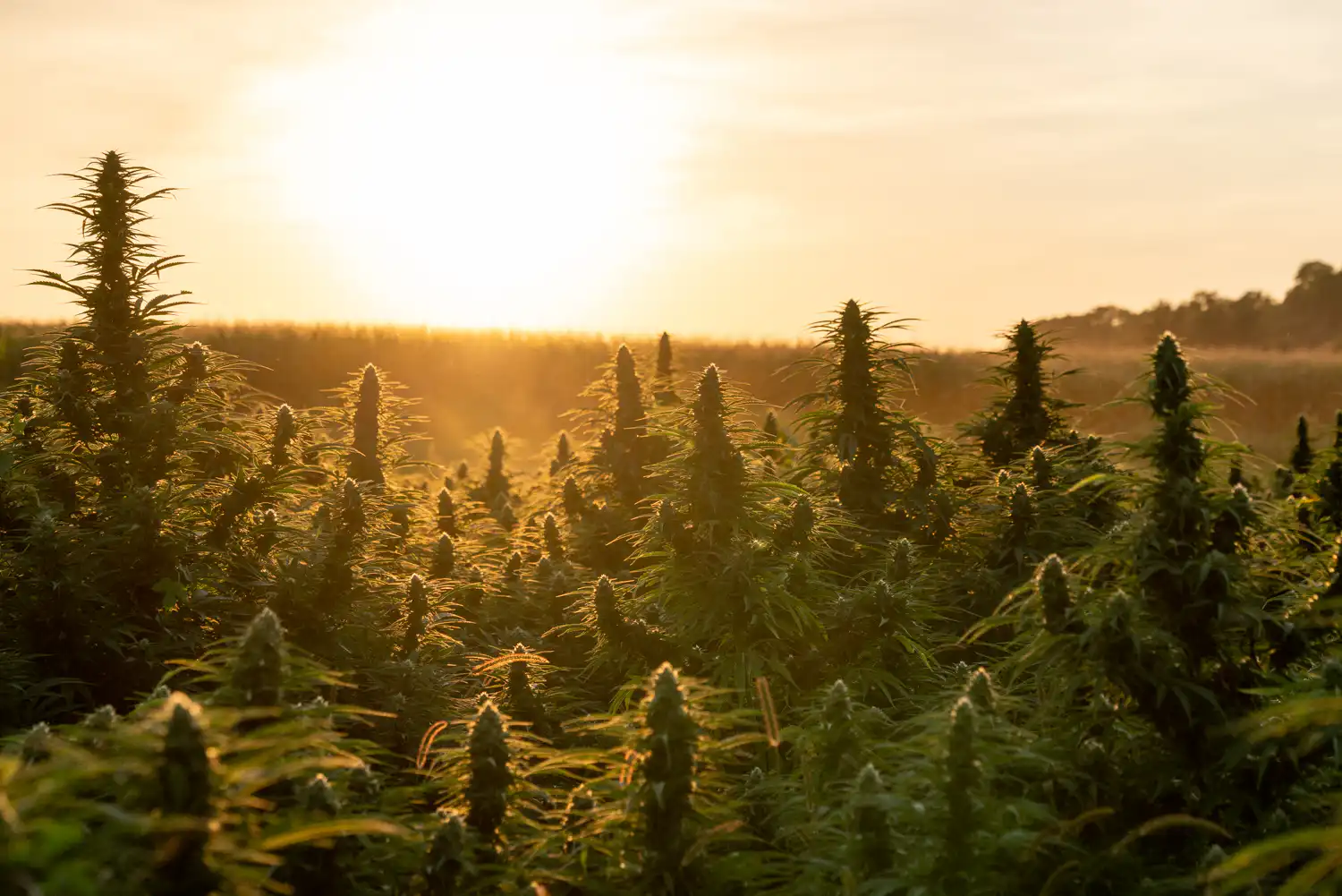 Cannabis & federal employment bill in Congress (Newsletter: September 21, 2026)
