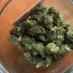 DEA pressures medical cannabis business over workers with convictions (Newsletter: September 14, 2026)
