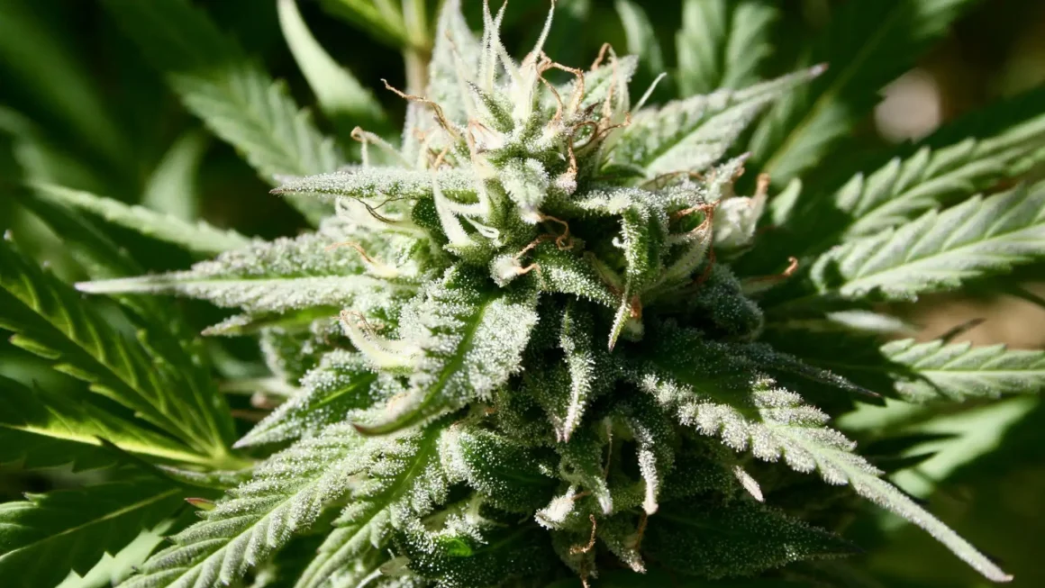 North Carolina Officials Weigh Marijuana And Hemp Policies As Federal Law Remains In Flux