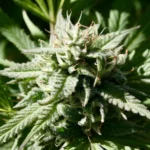 North Carolina Officials Weigh Marijuana And Hemp Policies As Federal Law Remains In Flux