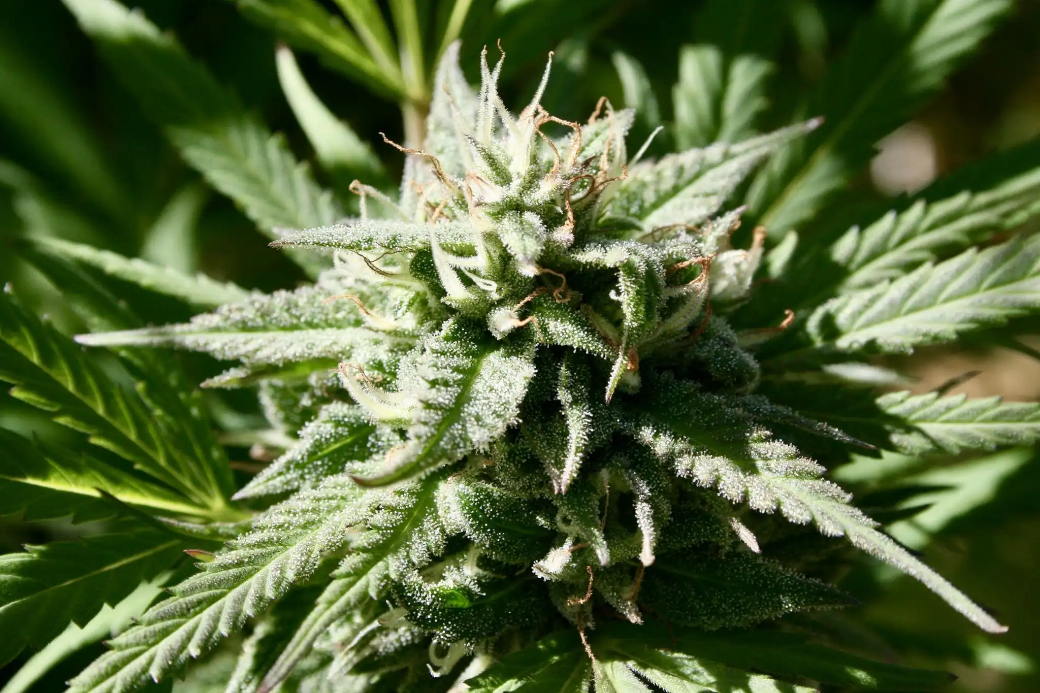 North Carolina Officials Weigh Marijuana And Hemp Policies As Federal Law Remains In Flux