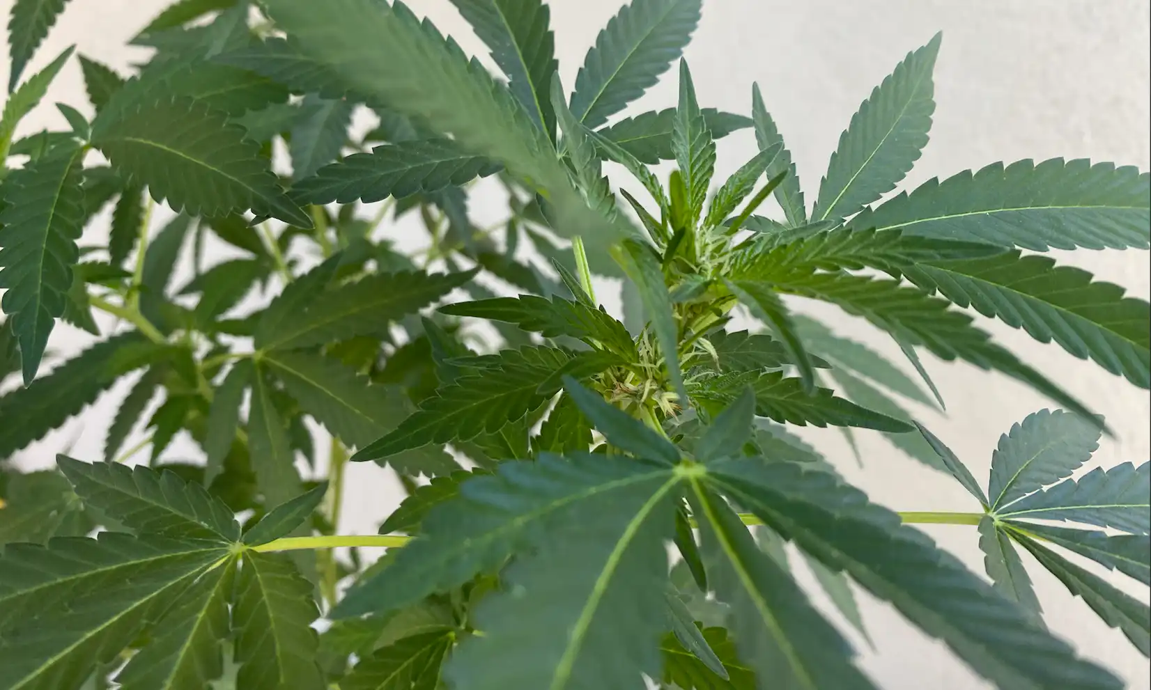 Ohio Marijuana Dispensary Closes Amid Reports Of ‘Adverse Health Effects’ In People Who Bought Vapes