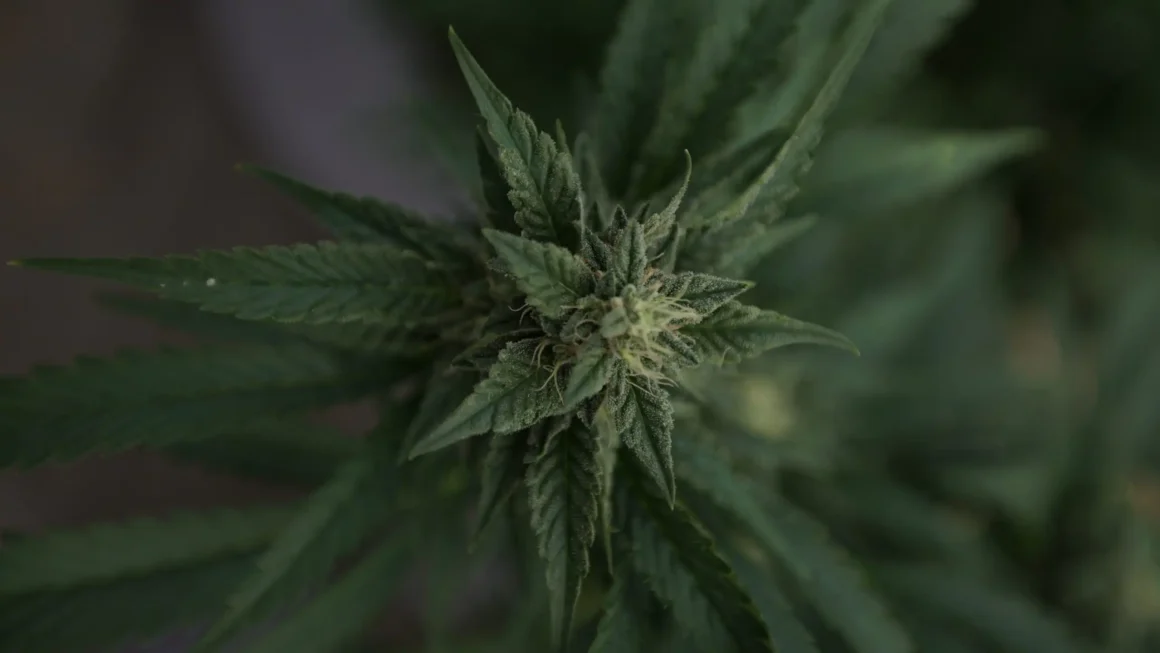 Trump releases federal cannabis prisoners (Newsletter: September 7, 2026)