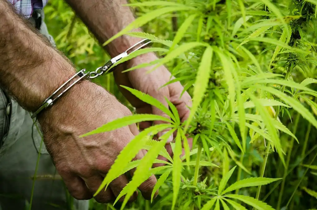 It’s Time to Allow Marijuana Use in Prison (Op-Ed)